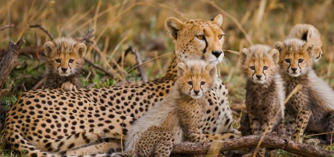 Cheetah-Mother-With-5-Cubs-Mara