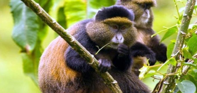 Golden-Monkeys
