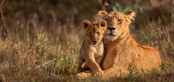 Tanzania-simba-safari