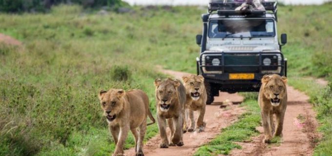 Top-Safari-Activities-in-Uganda