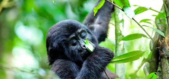 Uganda-Gorilla-Tour-from-Kigali-to-Bwindi-Forest