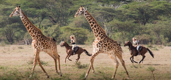 Wild-Horse-Riding-Safari-Mara