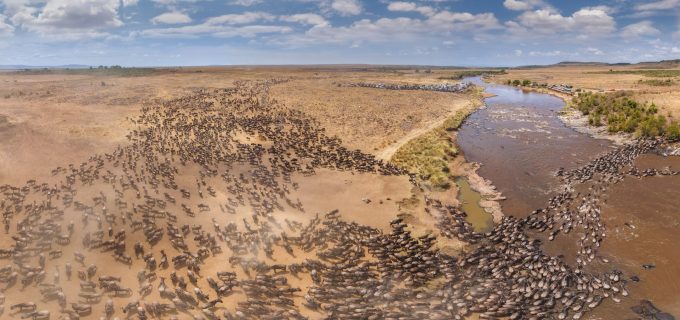 Wildebeest-Migration