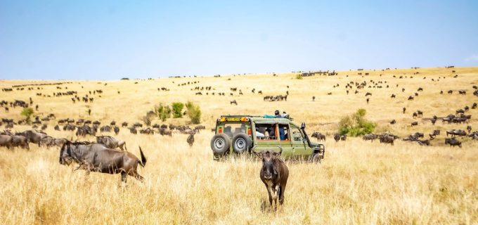 Wildebeets-Safari-In-The-Mara