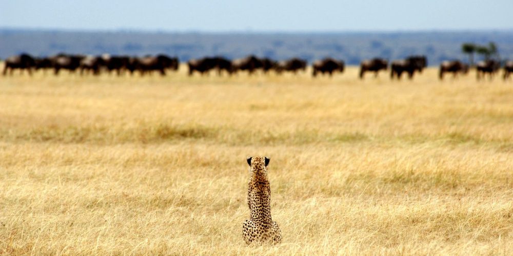 serengeti-plains-tanzania